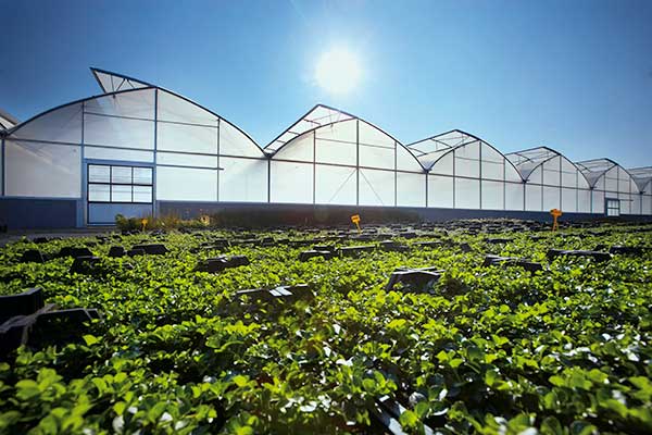 مستربچ وان پک | One-pack masterbatch